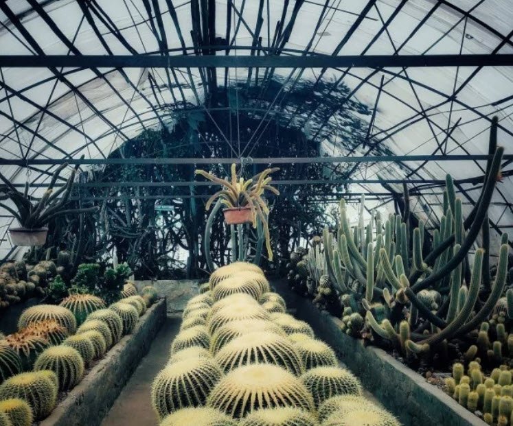 Pine View Nursery, Kalimpong, West Bengal - Vushii.com